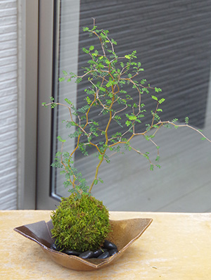 苔玉 盆栽 メルヘンの木 個性的な植物 ソフォラ ミクロフィラ 焼