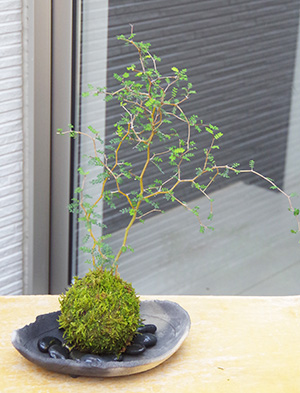 苔玉 盆栽 メルヘンの木 個性的な植物 ソフォラ ミクロフィラ 苔玉 炭化焼締器 セット 苔玉 こけだま コケダマ｜midoriyanicogusa｜09