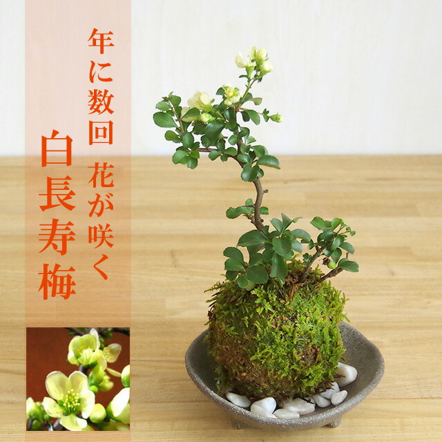 三ツ足灰器