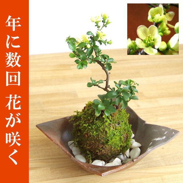 現在花なし 苔玉 盆栽 白長寿梅 シロチョウジュバイ 苔玉 焼締茶器 敷石セット チョウジュバイ ちょうじゅばい 苔玉