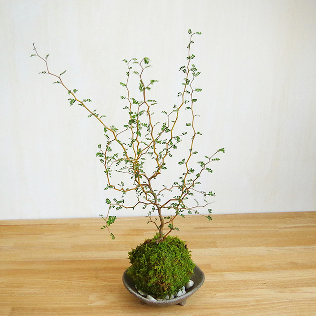 苔玉 盆栽 メルヘンの木 個性的な植物 ソフォラ ミクロフィラ 三つ足灰