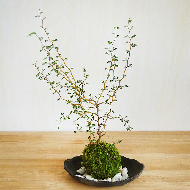 苔玉 盆栽 メルヘンの木 個性的な植物 ソフォラ ミクロフィラ 苔玉 炭化焼締器 セット 苔玉 こけだま コケダマ｜midoriyanicogusa