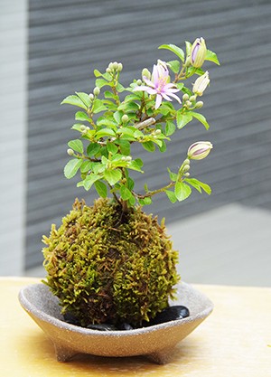 睡蓮木(スイレンボク)の苔玉