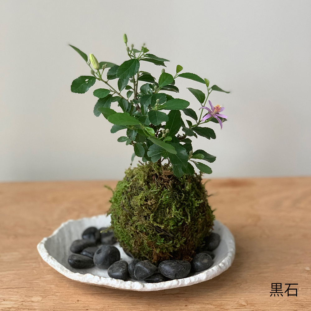 コツボゴケ 苔テラリウム素材等 | 植物専門ショップ earth green