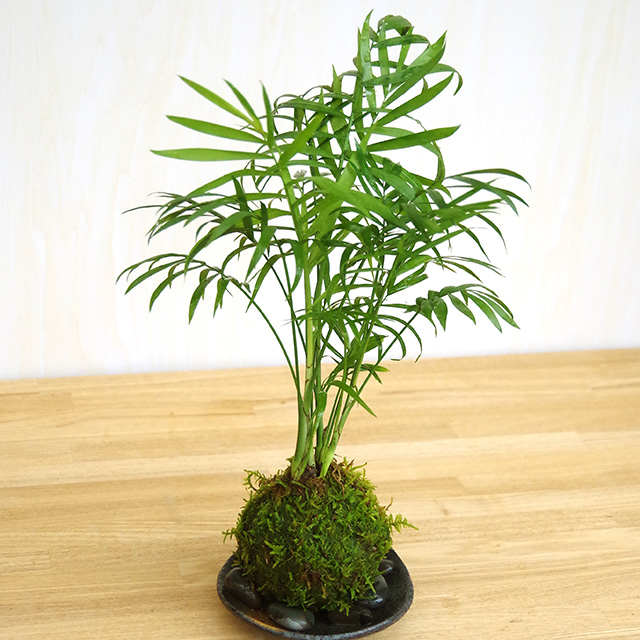 ヤマモミジの苔玉
