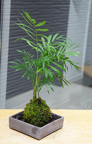 ヤマモミジの苔玉