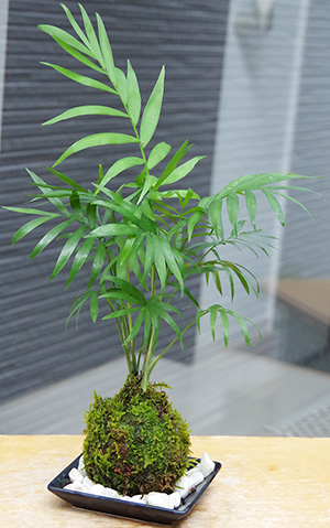 ヤマモミジの苔玉