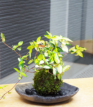 Betty　苔玉 緑と赤の葉 苔玉 盆栽 黄金と緑色の葉 テイカカズラの苔玉 炭化焼締器セット こけ