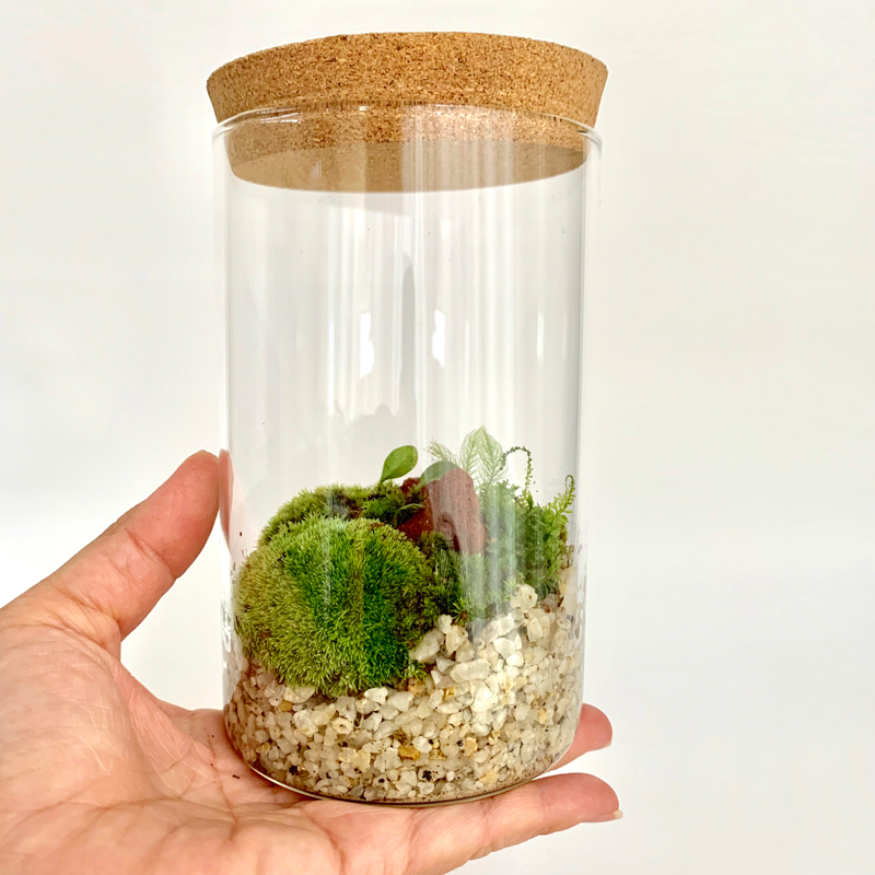 苔(植物)