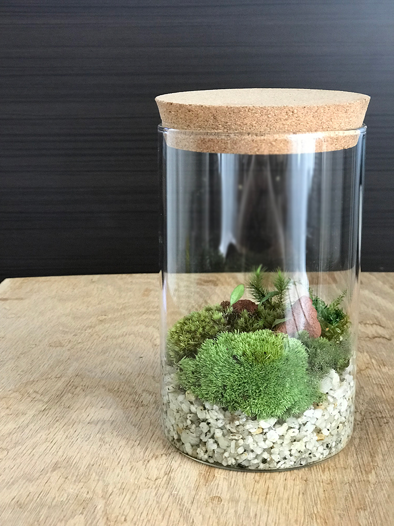 苔(植物)