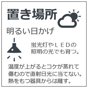 苔盆栽