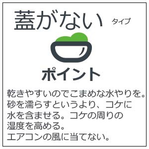 苔盆栽