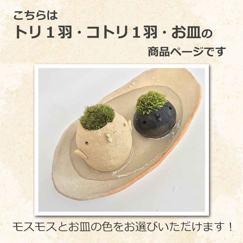 コケテラリウム モスモス