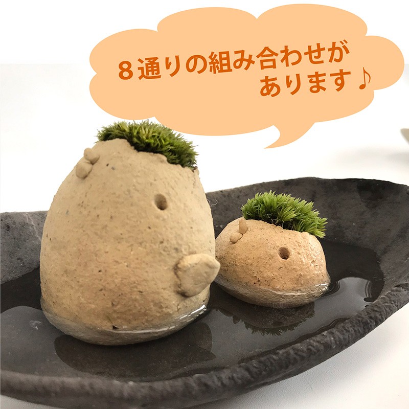コケテラリウム モスモス