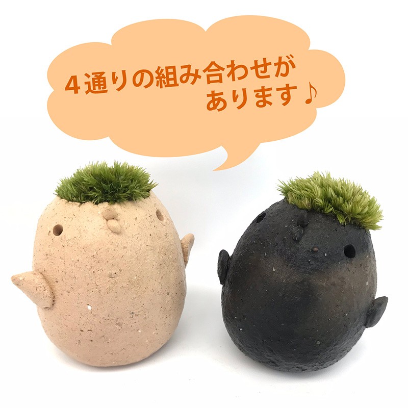 コケテラリウム モスモス