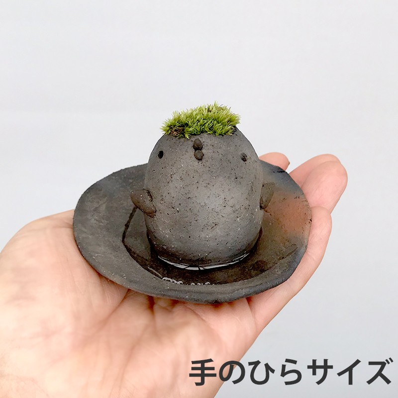 コケテラリウム モスモス