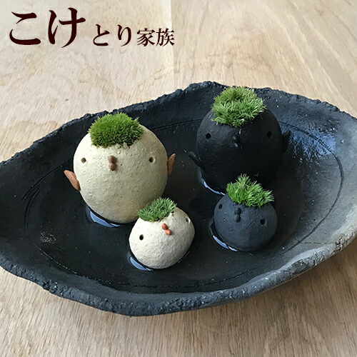 コケテラリウム モスモス