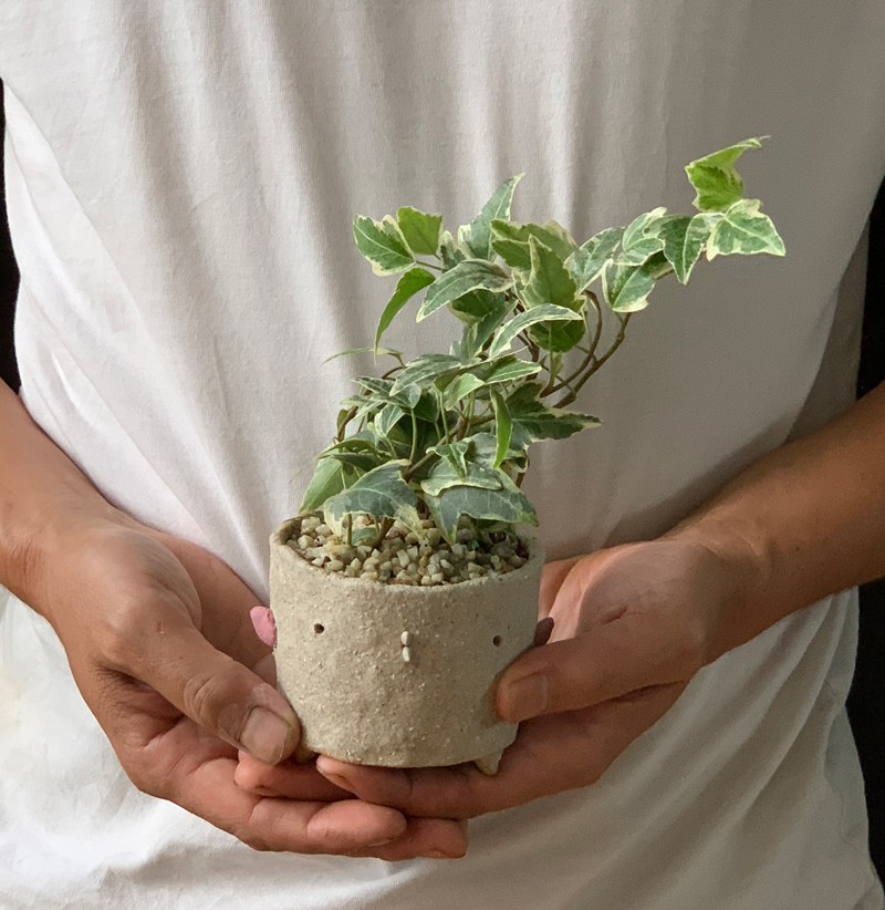 アイビー盆栽 コンクリート鉢 小型 アイビー盆栽 コンクリート鉢 小型 アイビー盆栽 コンクリート鉢 小型