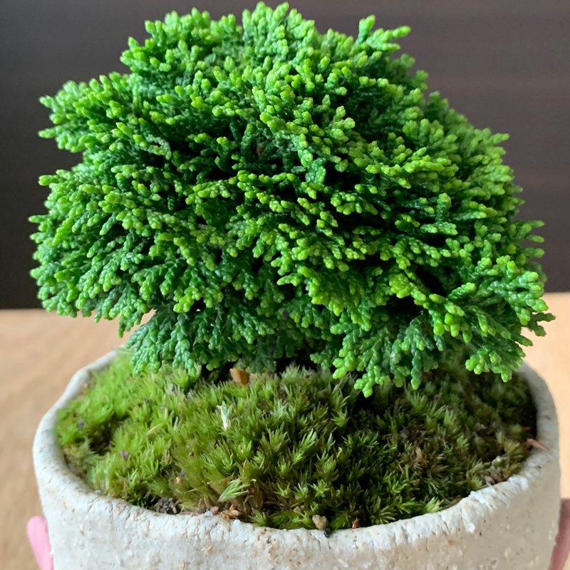 五葉松