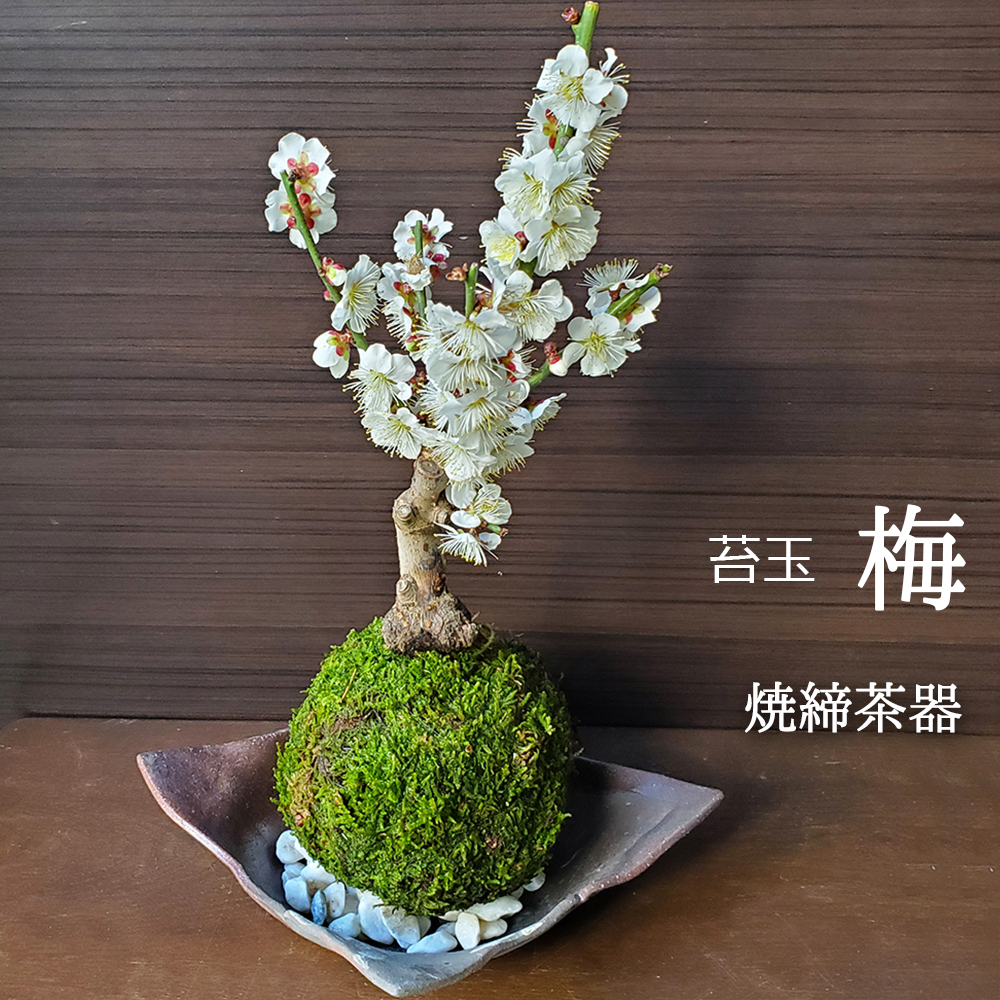 苔玉 盆栽 植木の人気商品・通販・価格比較 - 価格.com