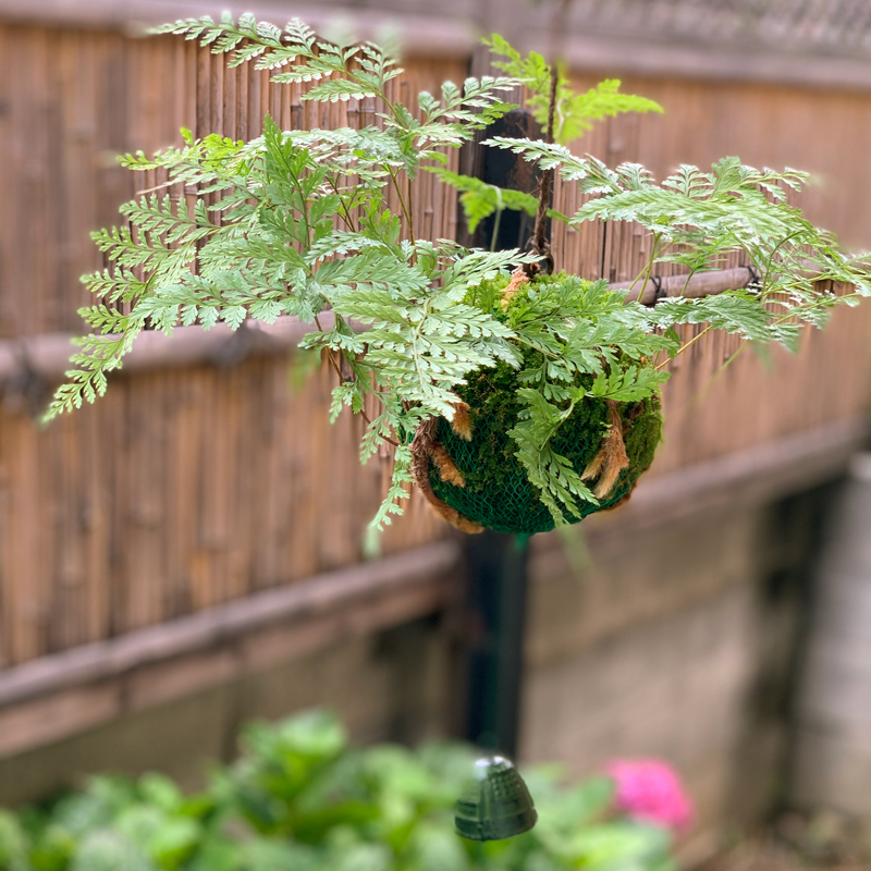 苔玉 盆栽 涼しげな葉 夏の風情 つりしのぶ 風鈴付き シノブ こけだま コケダマ