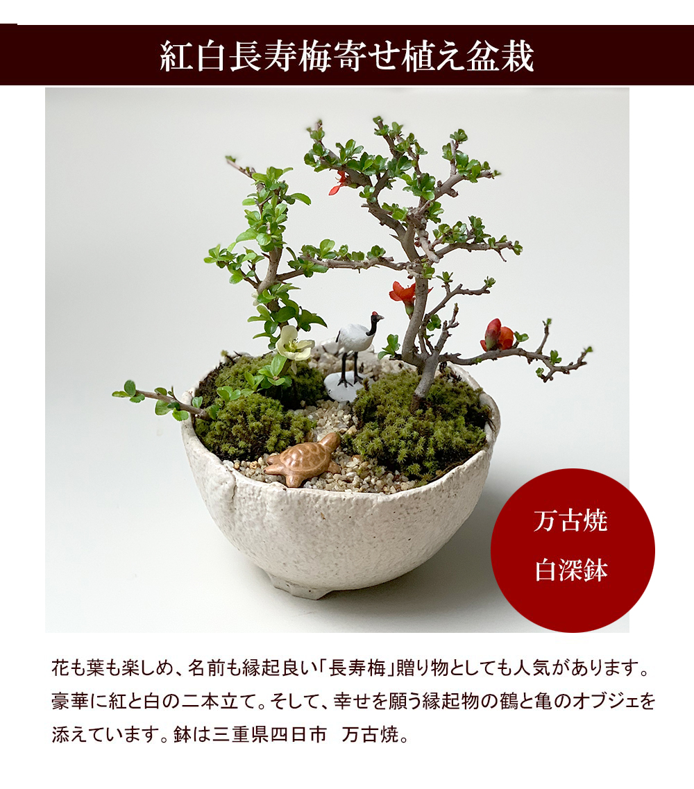 長寿梅の鶴亀盆栽