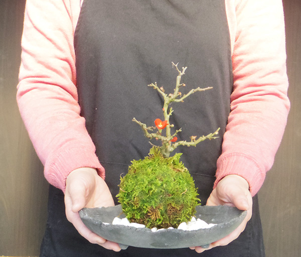 炭化焼締器紅長寿梅苔玉