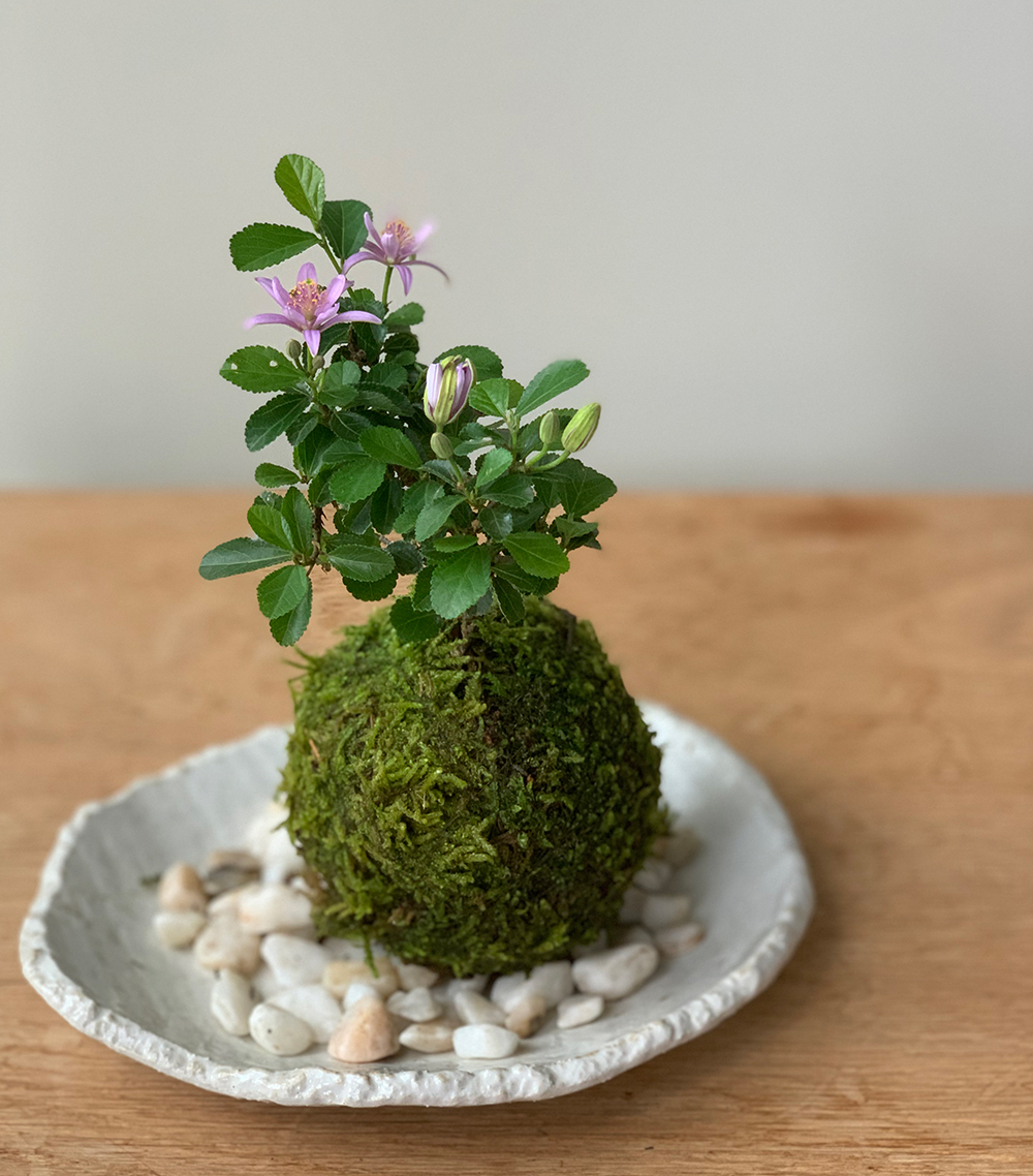 睡蓮木(スイレンボク)の苔玉