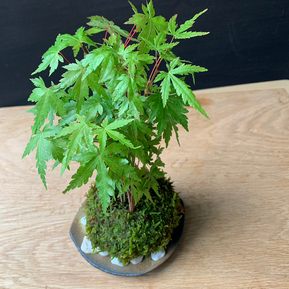 苔玉 盆栽 送料無料 春に新芽 秋に紅葉 山紅葉 ヤマモミジ 苔玉 黒備前器セット モミジ もみじ