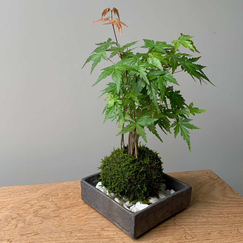 モミジ 盆栽 粘り良し 盆栽 紅葉 樹高 約21cm もみじ 高級盆栽 Acer palmatum モミジ