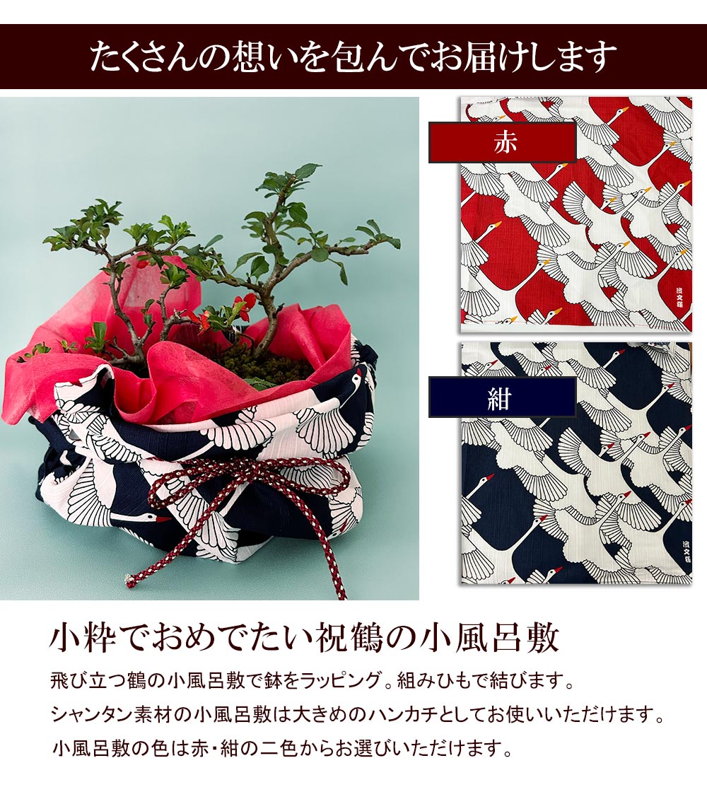 盆栽 ご両親 感謝 紅白長寿梅 信楽焼鉢 小粋...の詳細画像5