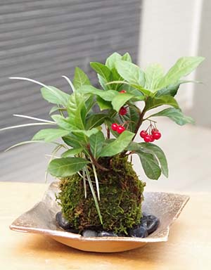 最高 縁起のいい植物 苔玉現在実なし ヤブコウジ ひげ 斑入り竜 苔玉 花・観葉植物