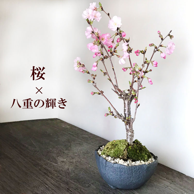 盆栽 桜の盆栽 八重の輝き やえのかがやき 万古黒深鉢 さくら サクラ