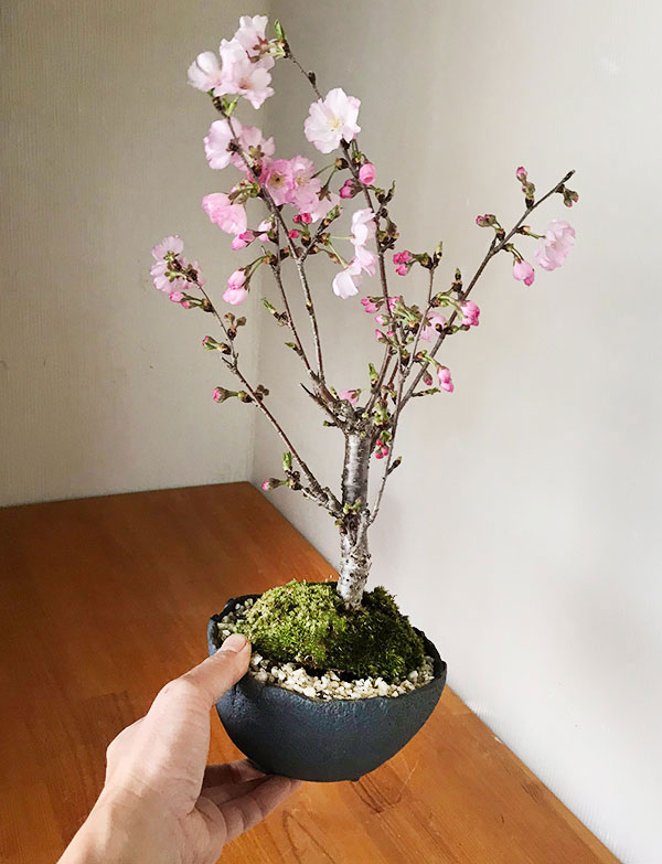 盆栽 桜の盆栽 八重の輝き やえのかがやき 万古黒深鉢 さくら サクラ