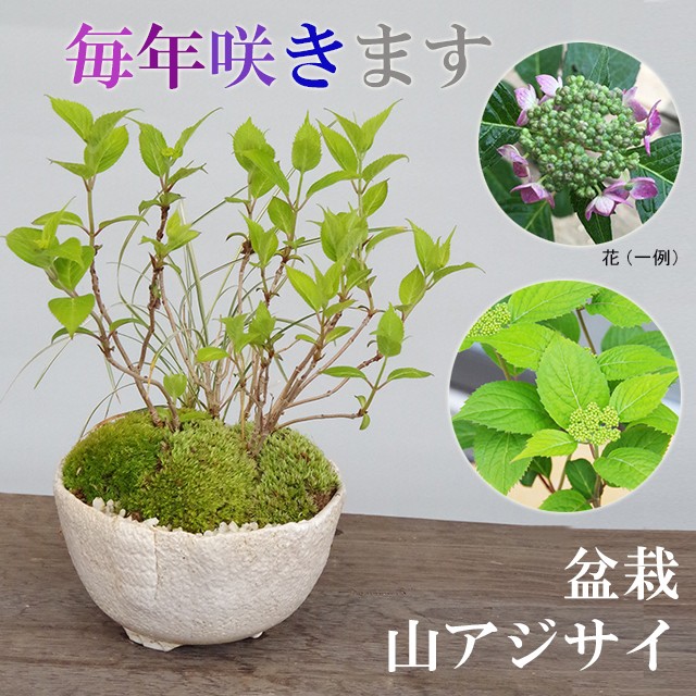 送料無料 花が咲く あじさい 山紫陽花 寄せ植え 盆栽 万古白深鉢 アジサイ 盆栽 ぼんさい : bonsai967 : みどり屋 和草(にこぐさ)  - 通販 - Yahoo!ショッピング