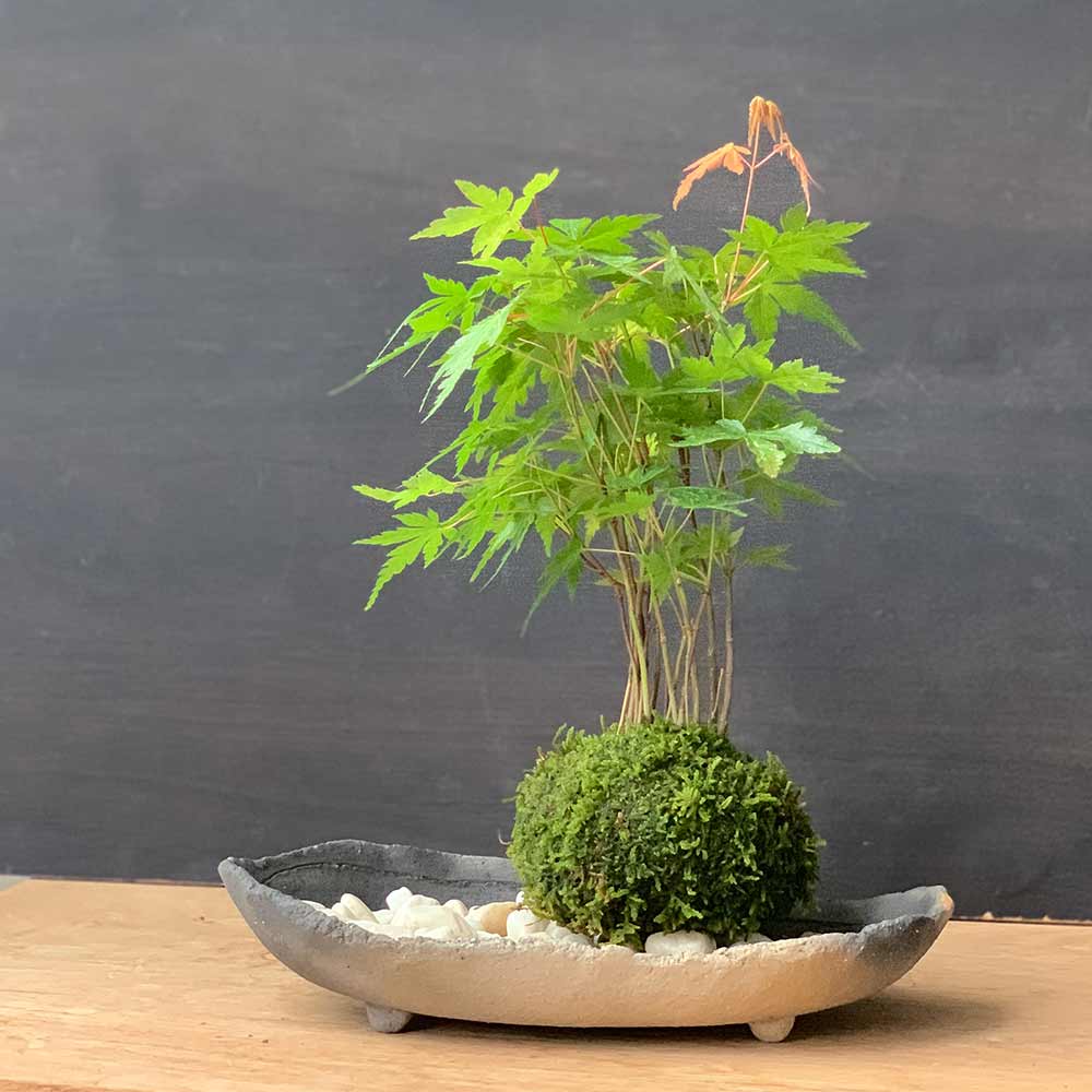 苔玉 盆栽 春に新芽 秋に紅葉 山モミジ 炭化焼締器 敷石 セット 紅葉