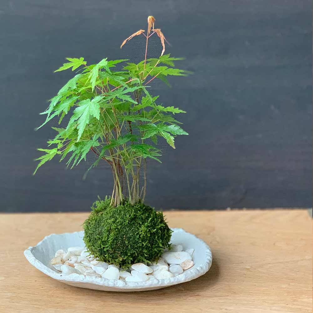 21 盆栽 苔玉 苔 ミニ盆栽 モミジ 紅葉 もみじ インテリア 観葉