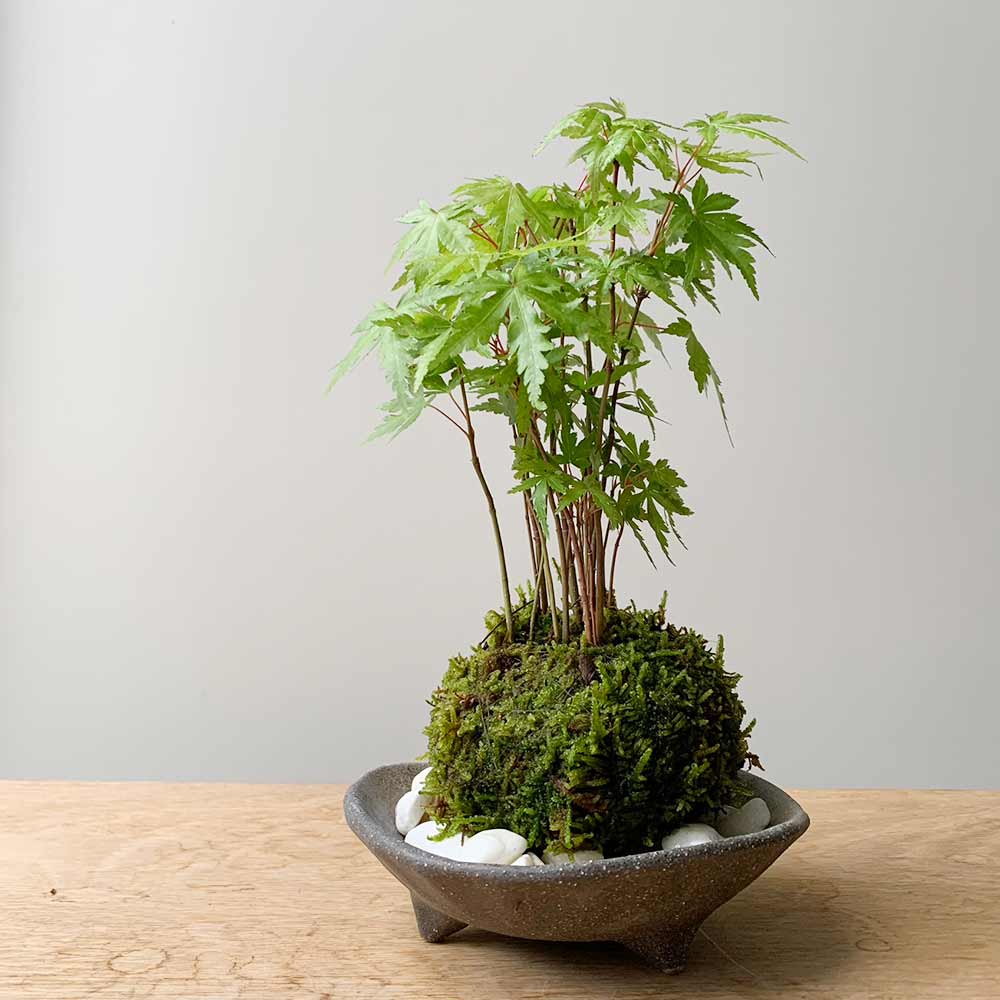 苔玉 盆栽 春に新芽 秋に紅葉 山モミジ 三つ足灰器 敷石 セット 苔玉 盆栽 春に新芽 秋に紅葉 山モミジ 三つ足灰器 敷石 セット