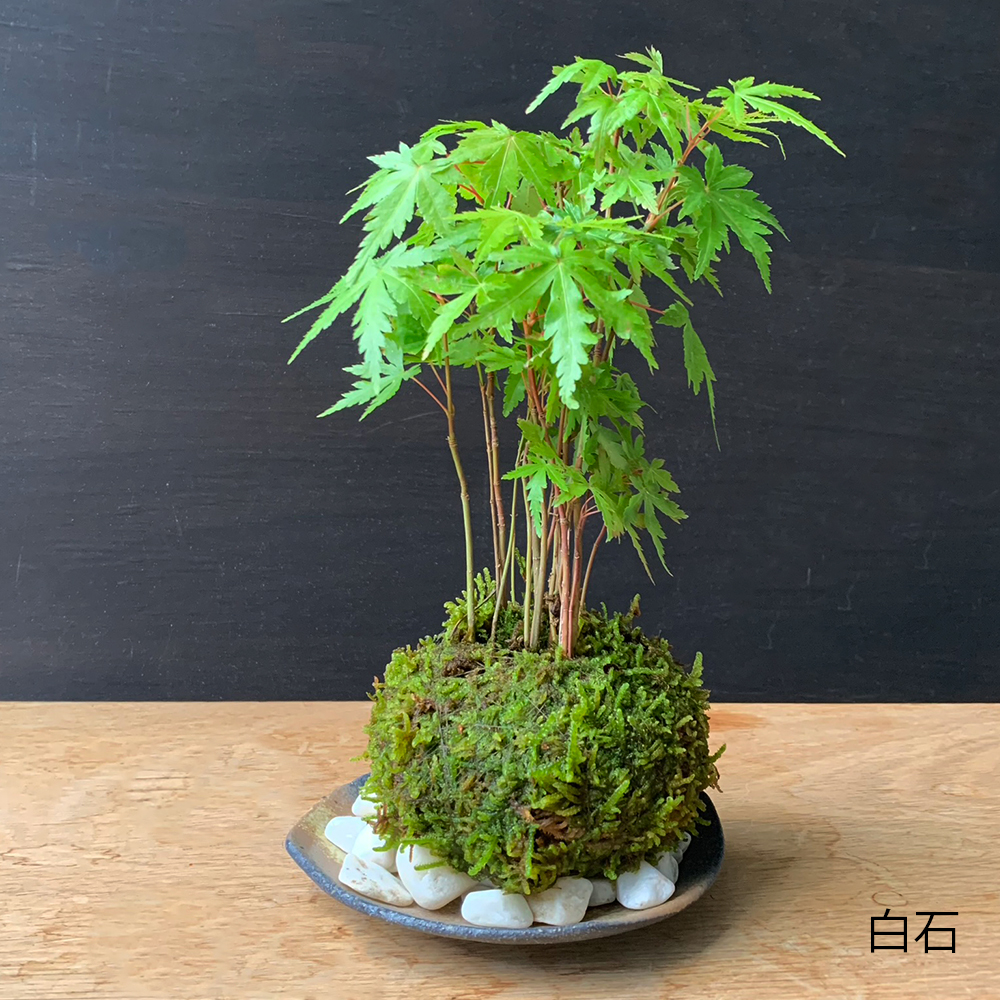 枯山水 × 苔玉 枯山水セット 三波石 小サイズ + ヤマモミジ 器 セット