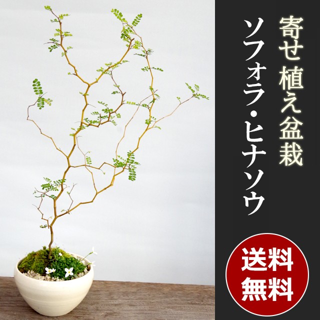 送料無料 可憐な寄せ植え盆栽ソフォラ ヒナソウの盆栽 白丸鉢 ぼんさい Ybonsai003 みどり屋 和草 にこぐさ 通販 Yahoo ショッピング