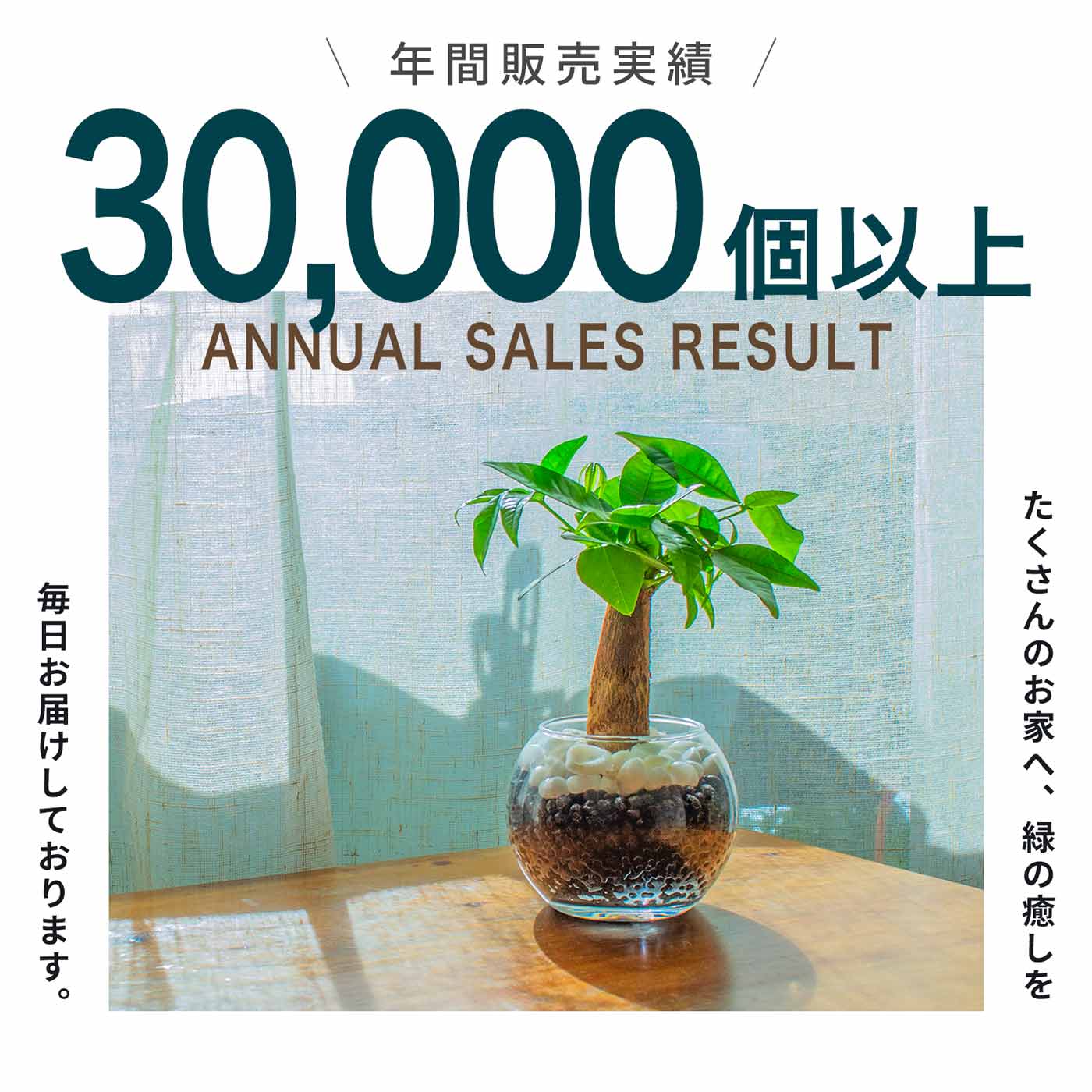 ミリオンバンブー キングバンブー 小さい観葉植物 本物 ハイドロカルチャー おしゃれ ミニ 開店祝い 水耕栽培【選べるコースター：丸木/蓮根】 :  mp0034 : miipas - 通販 - Yahoo!ショッピング