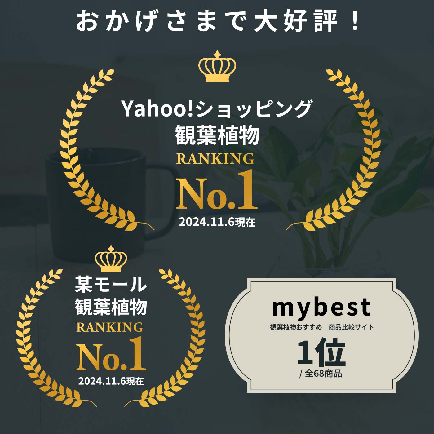 ゴールデンポトス 小さい観葉植物 本物 ハイドロカルチャー ハートの葉っぱ おしゃれ ミニ 開店祝い 水耕栽培【コースター付き】 関連画像3
