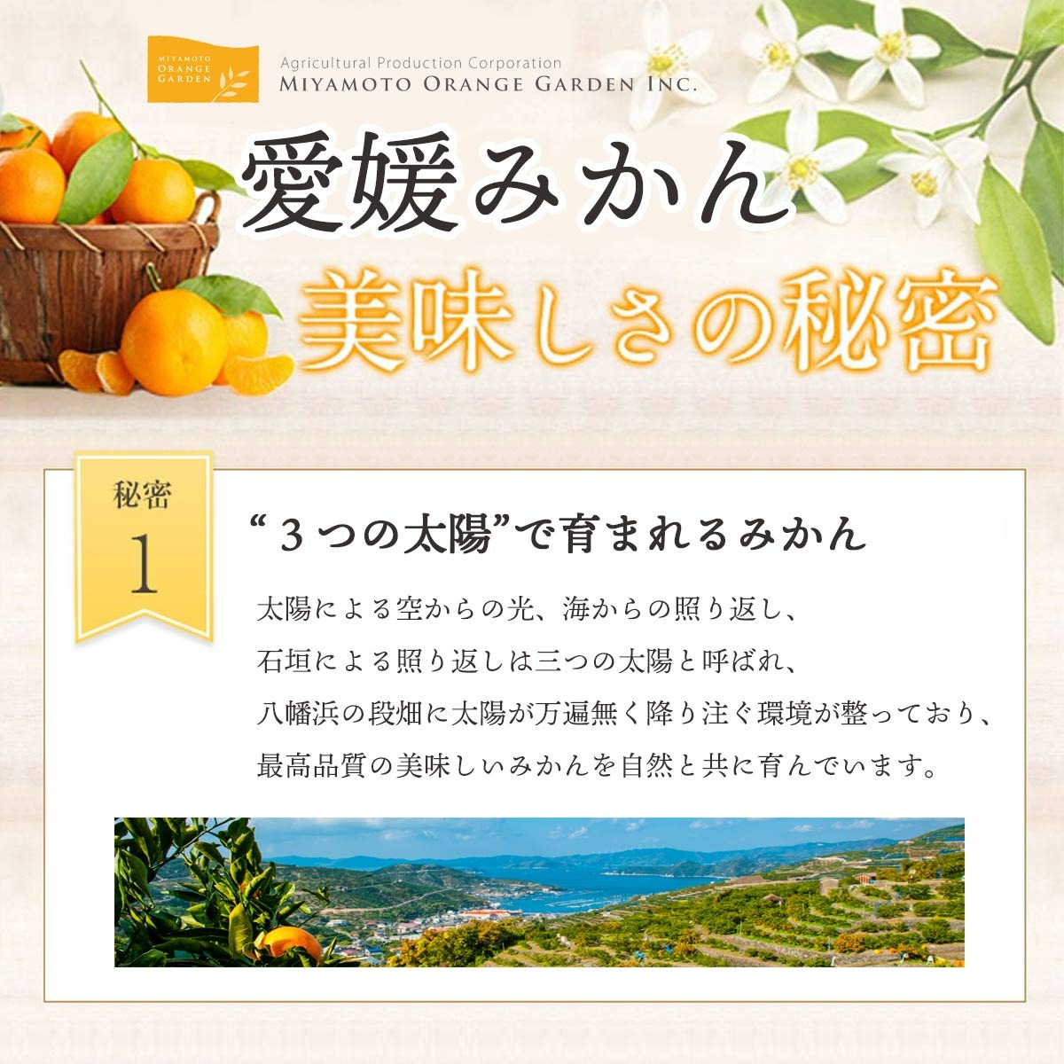 早生みかん
