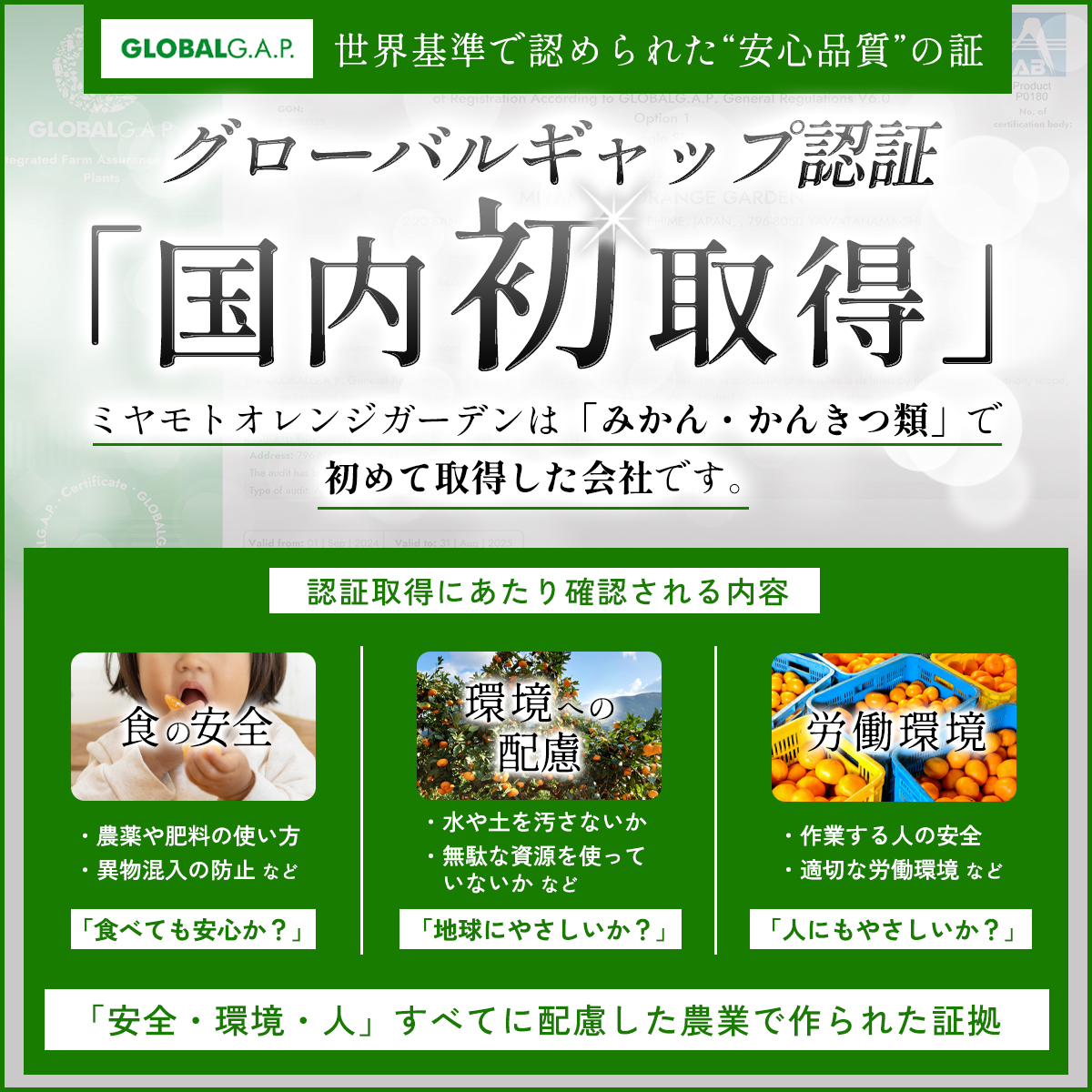 愛媛みかん説明
