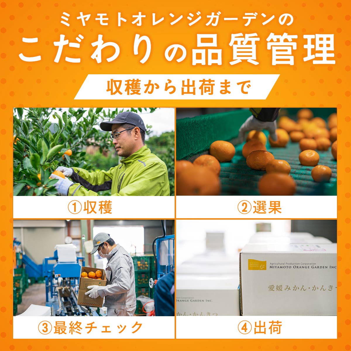 愛媛みかん説明