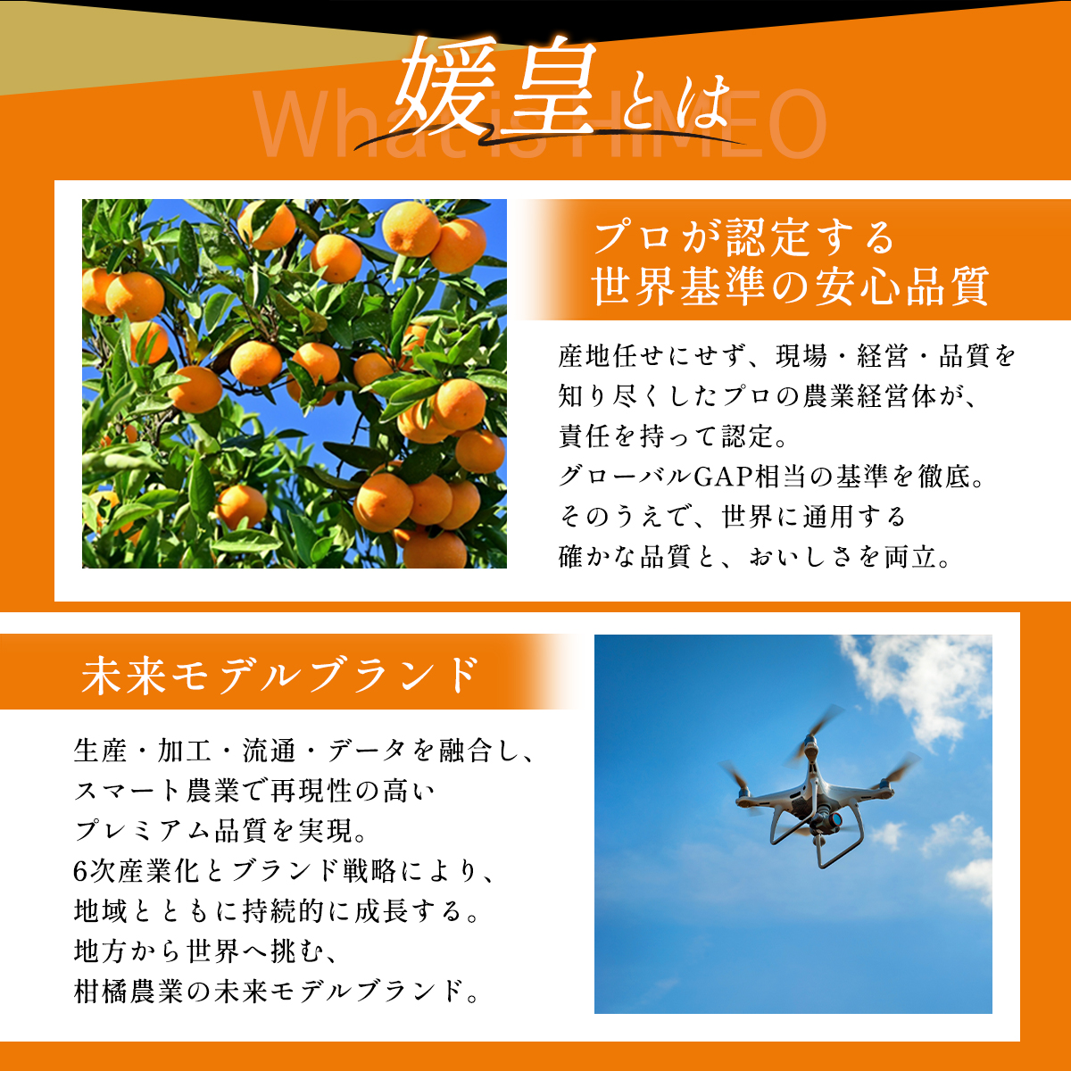 愛媛みかん説明