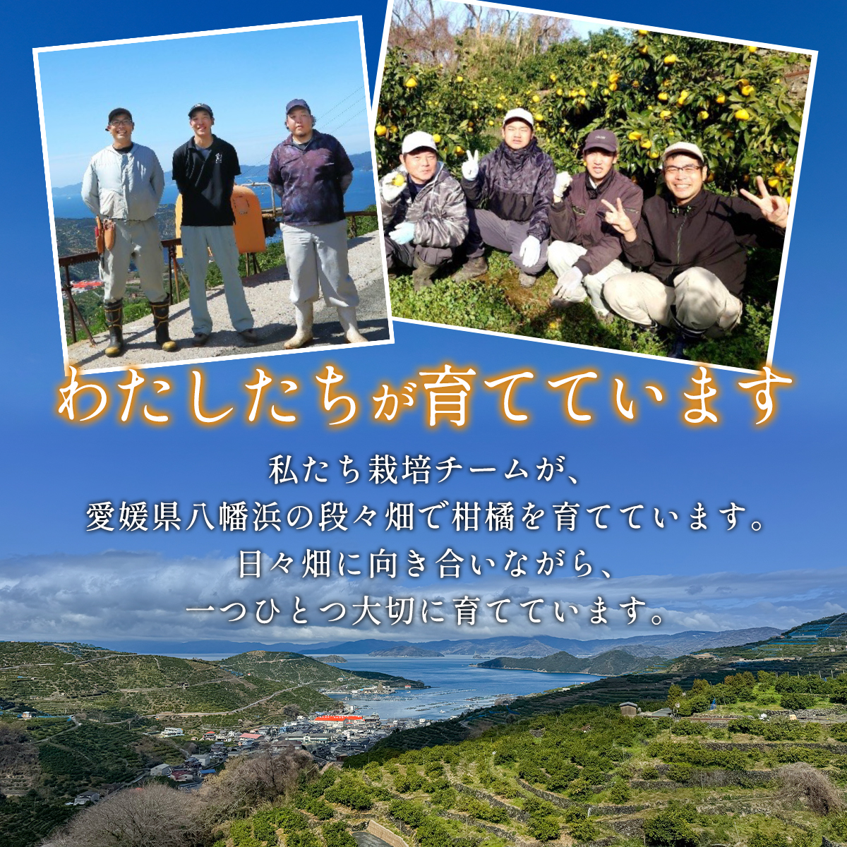 愛媛みかん説明