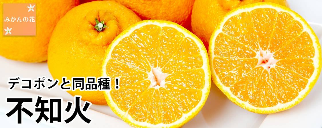 みかんの花 - Yahoo!ショッピング