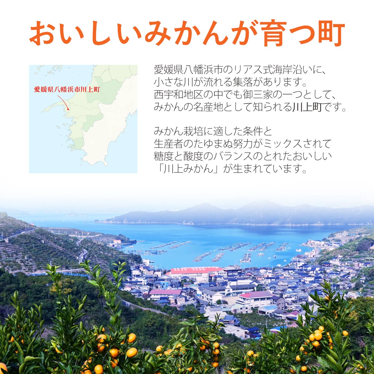 かわかみかん説明
