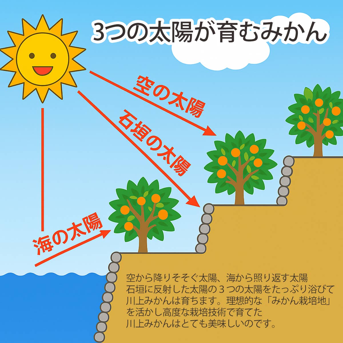 かわかみかん説明